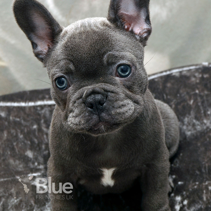 French Bulldog  French Bulldog UK